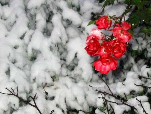 snow-brave-red-roses